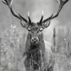 PRO ART Alu-Art Bild GREY DEER HEAD II 70 x 98 cm