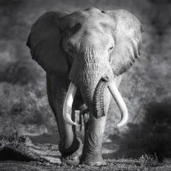 PRO ART Canvas-Art Bild GREY ELEPHANT HEAD 27 x 27 cm schwarz/ weiß