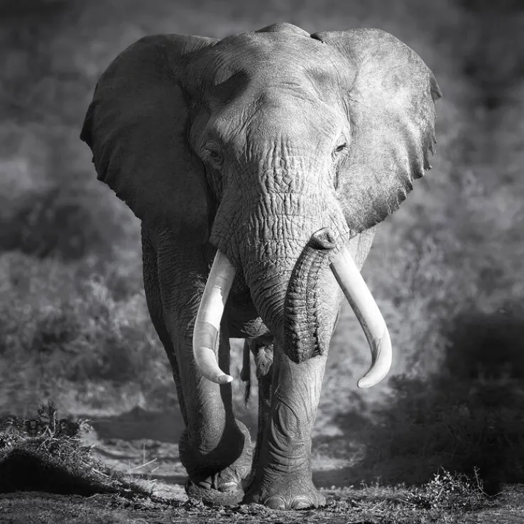 PRO ART Canvas-Art Bild GREY ELEPHANT HEAD 27 x 27 cm schwarz/ weiß