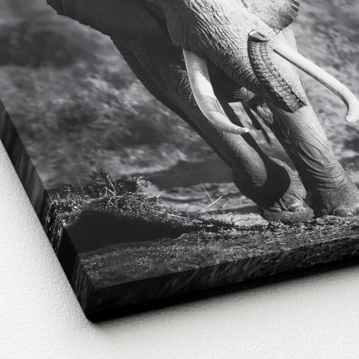 PRO ART Canvas-Art Bild GREY ELEPHANT HEAD 27 x 27 cm schwarz/ weiß