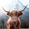 PRO ART Glas-Art Bild HIGHLAND CATTLE 30 x 30 cm mehrfarbig
